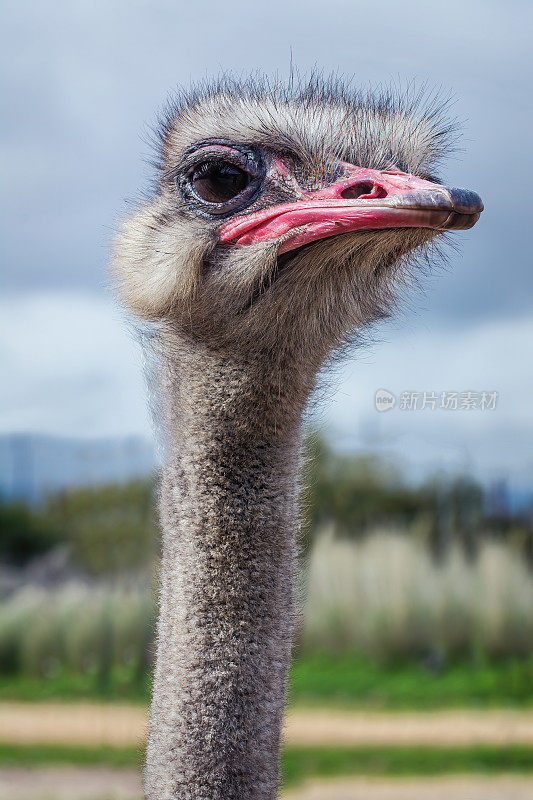 鸵鸟(Struthio camelus)